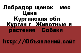 Лабрадор щенок 5 мес. › Цена ­ 6 000 - Курганская обл., Курган г. Животные и растения » Собаки   